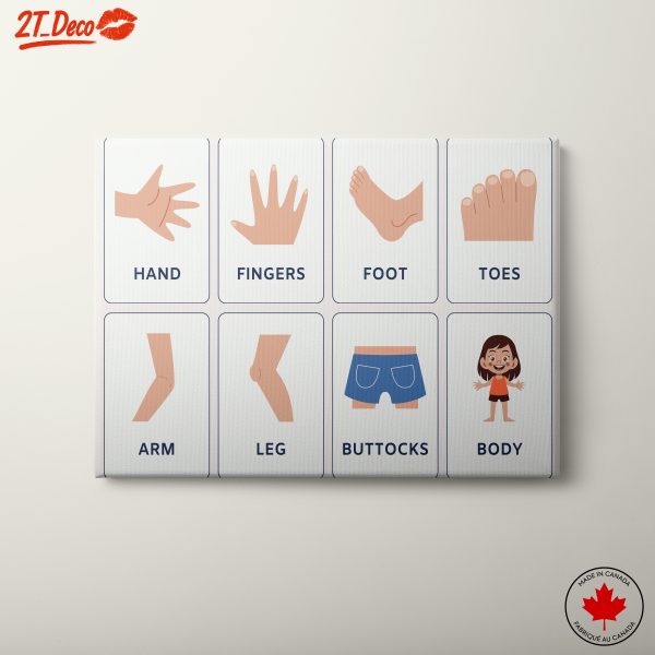 Human Anatomy Illustrations for Educational Use