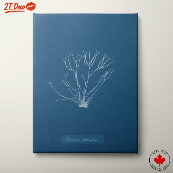 Intricate Botanical Artwork of Polysiphonia