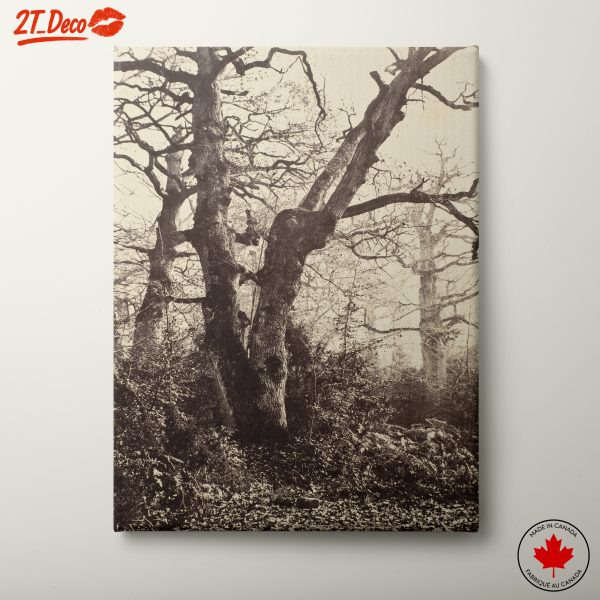 Silhouetted Trees in a Serene Landscape