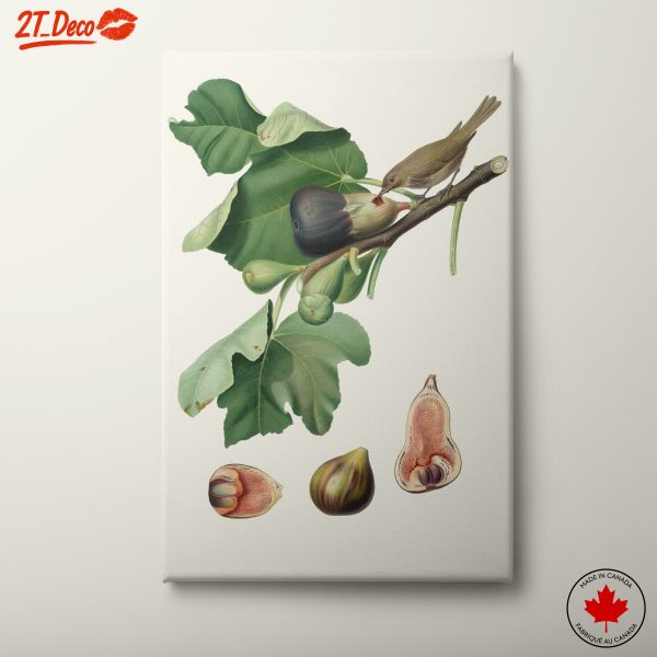Figs And Bird Botanical Illustration