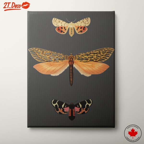Detailed Moth Illustrations on Neutral Background