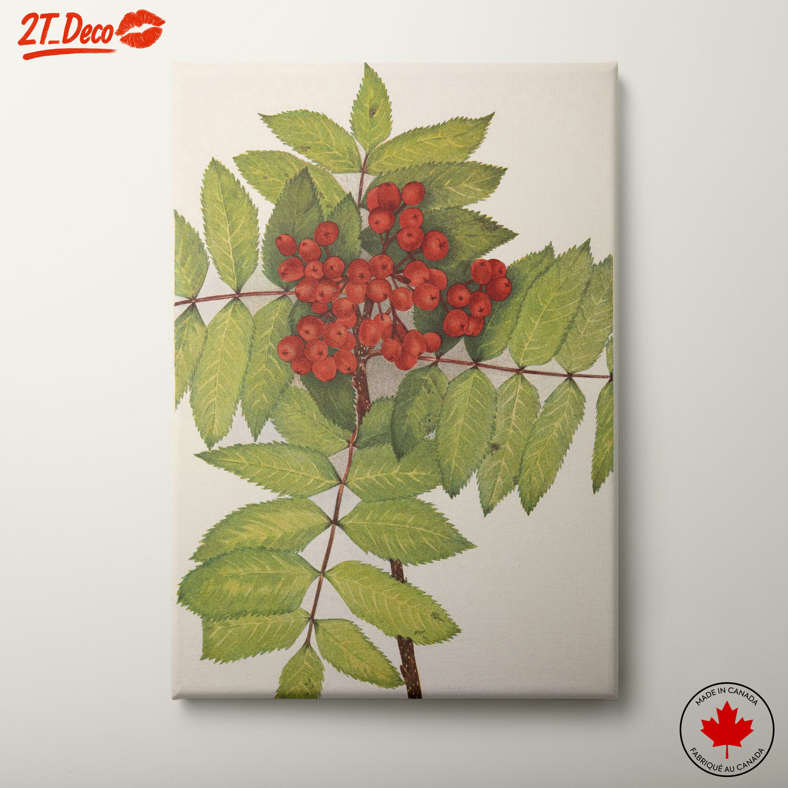 Vibrant Botanical Illustration of Rowan Berries
