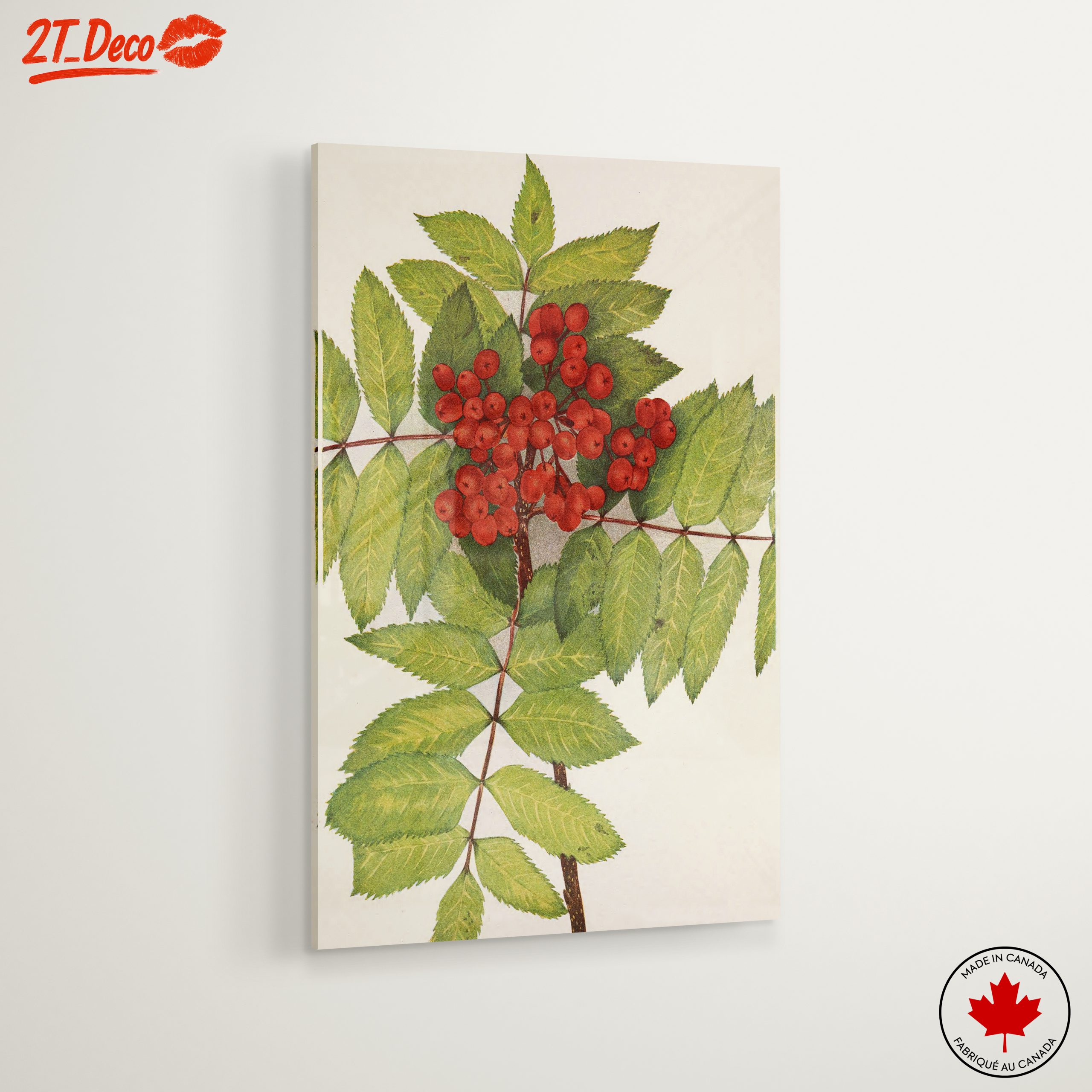Vibrant Botanical Illustration of Rowan Berries - Image 6
