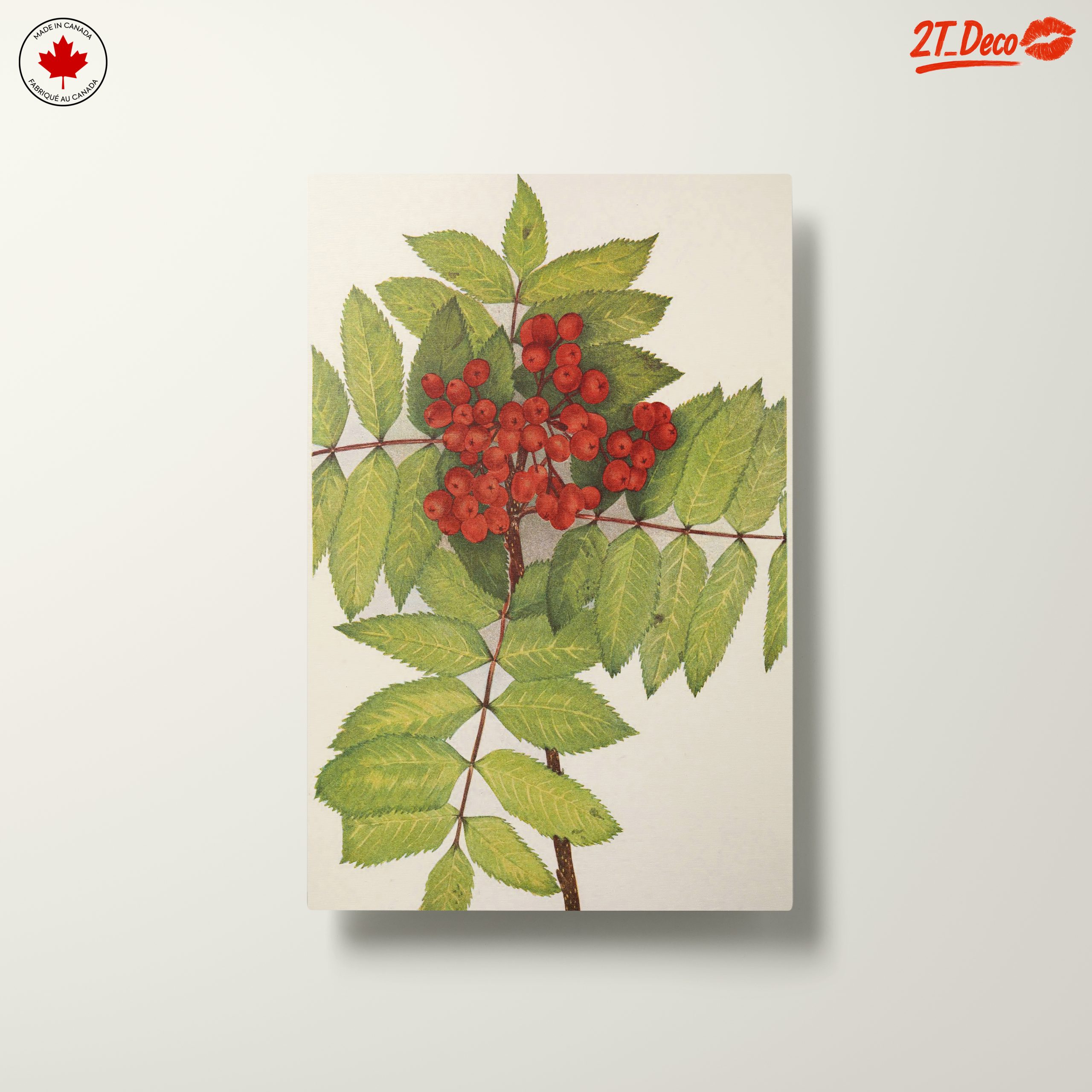 Vibrant Botanical Illustration of Rowan Berries - Image 10