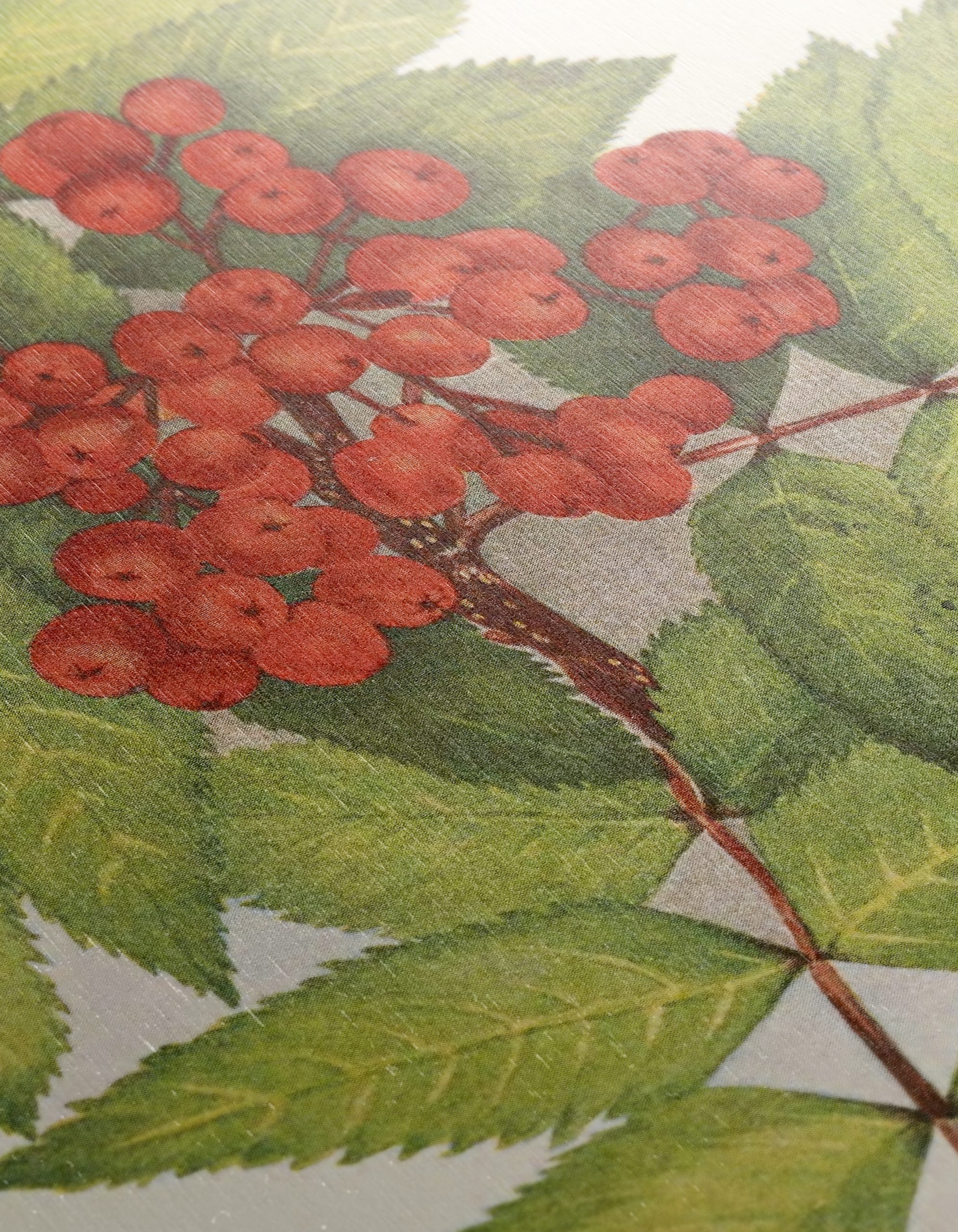 Vibrant Botanical Illustration of Rowan Berries - Image 12