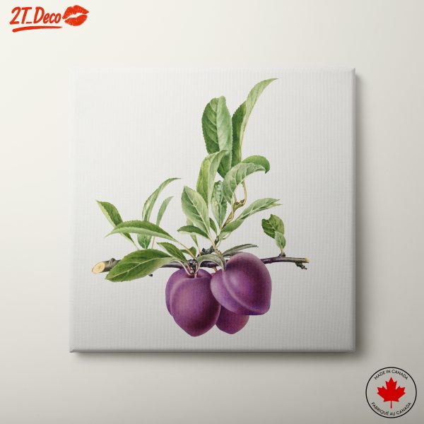 Delicate Botanical Illustration of Plums