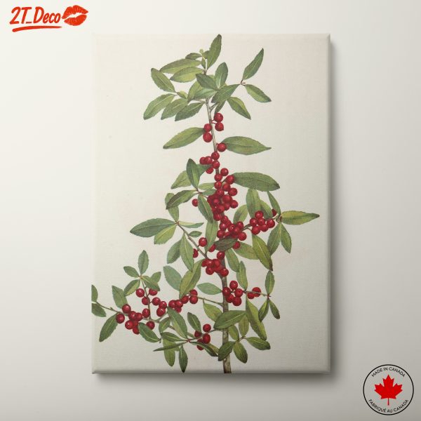 Botanical Illustration with Red Berries