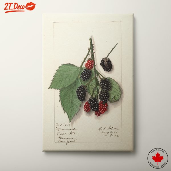Detailed Botanical Illustration of Blackberries