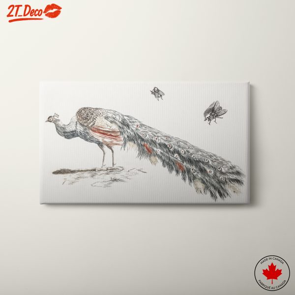 Peacock with Flies Natural Science Illustration