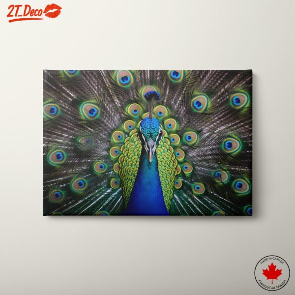 Vibrant Peacock with Colorful Plumage