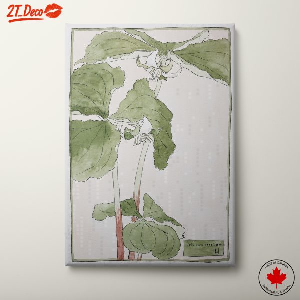 Botanical Illustration of Trillium Erectum
