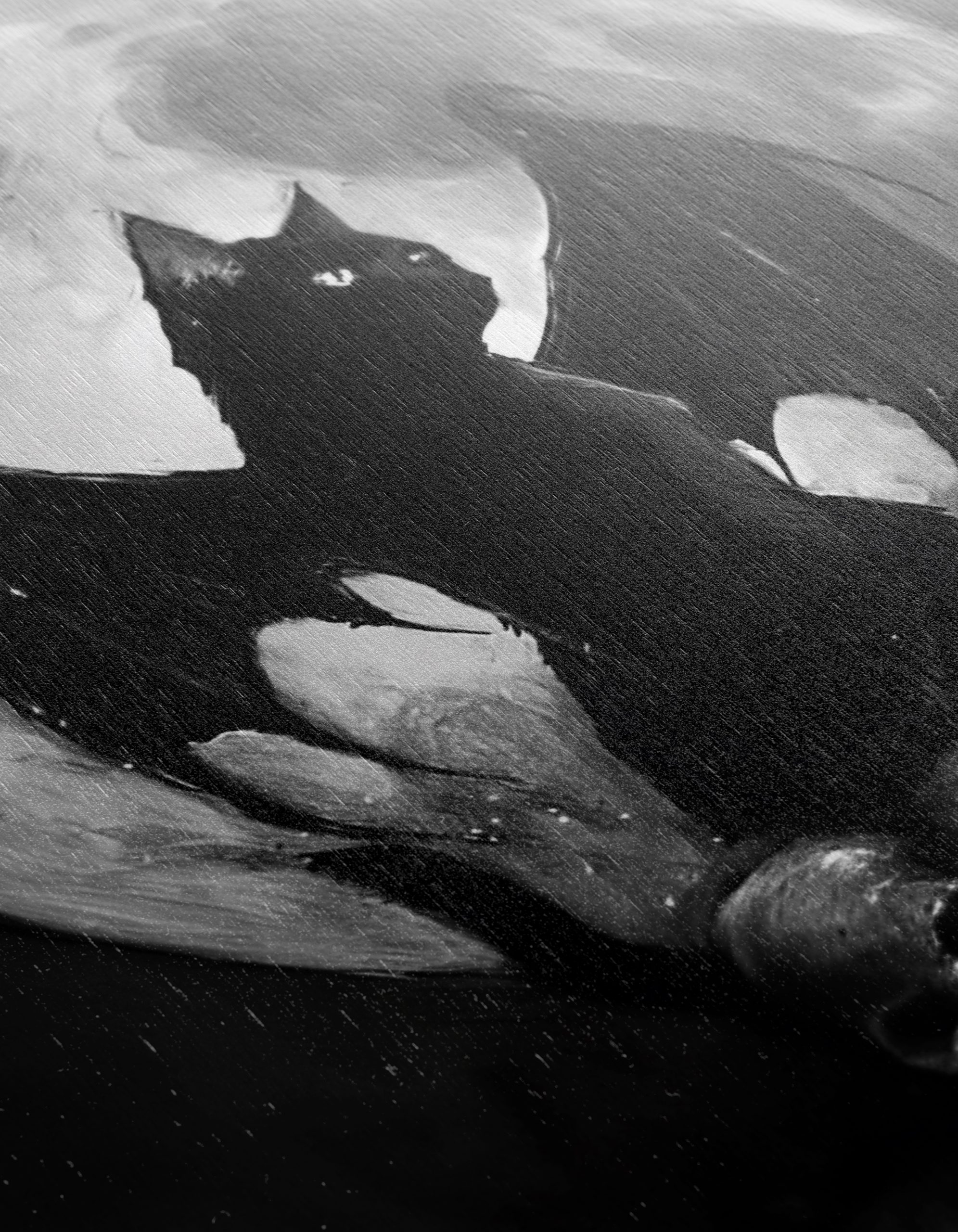 Whimsical Bat-Cat Artwork with Full Moon - Image 12