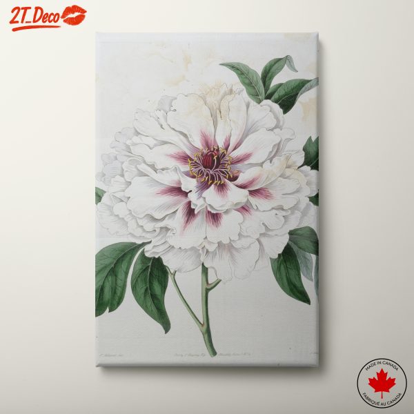 White Peony Floral Arrangement