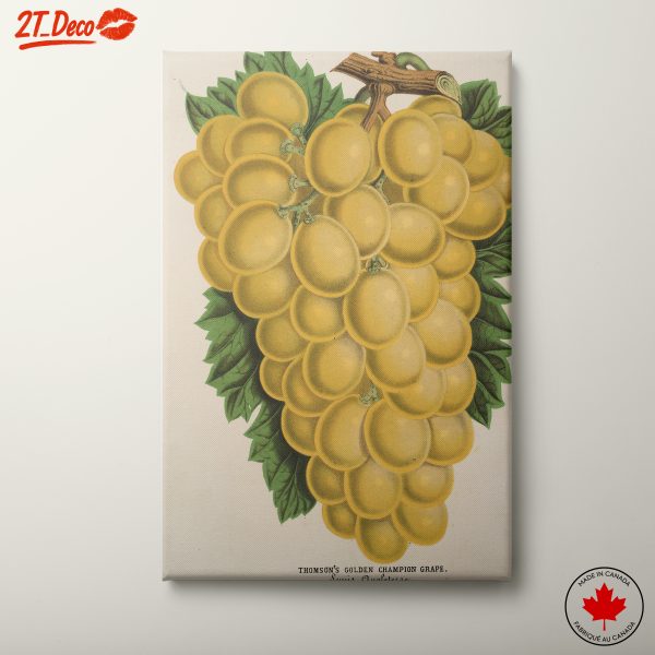Vintage Abstract Grapes Illustration