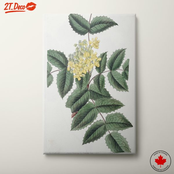 Detailed Botanical Illustration of Yellow Flowering Plant