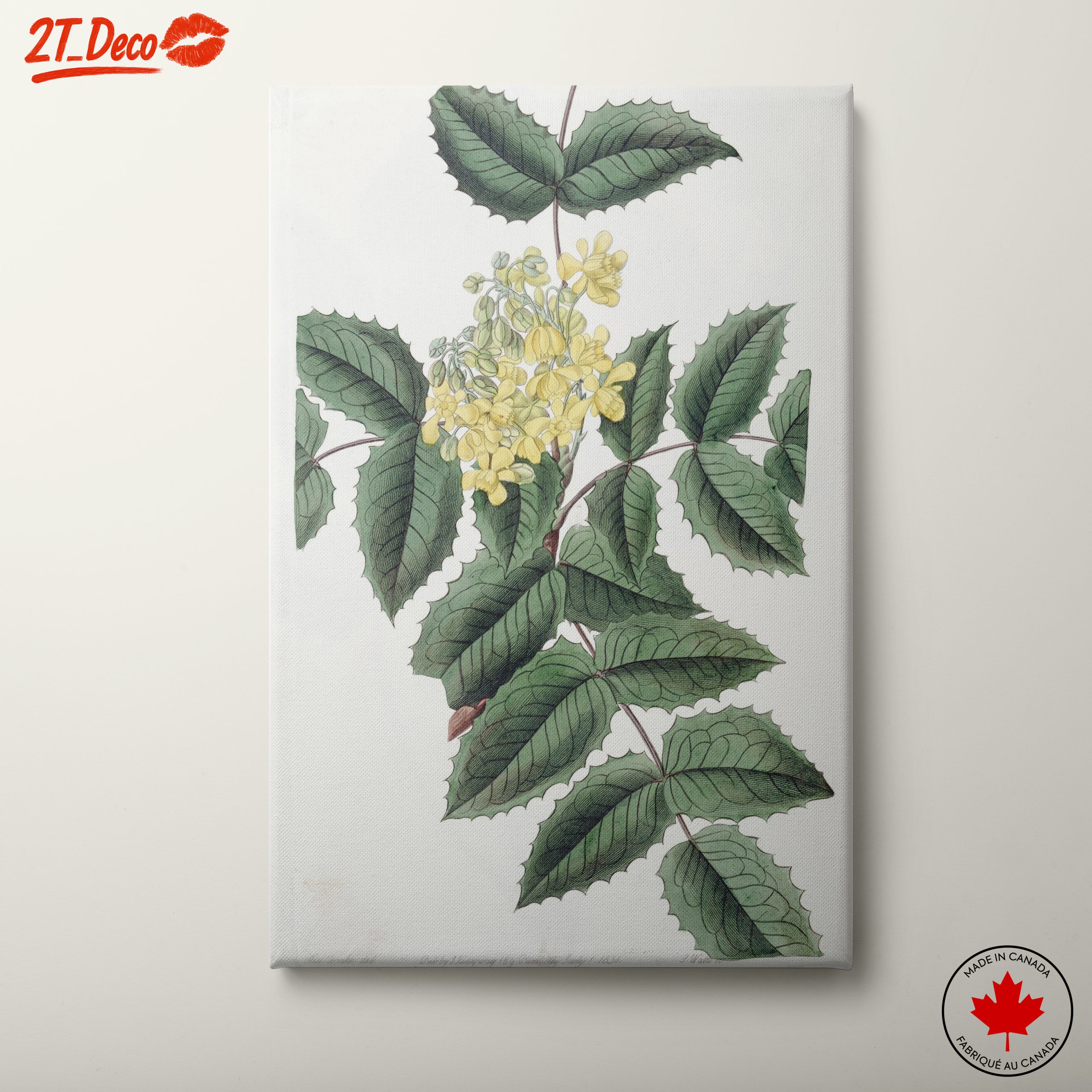 Detailed Botanical Illustration of Yellow Flowering Plant