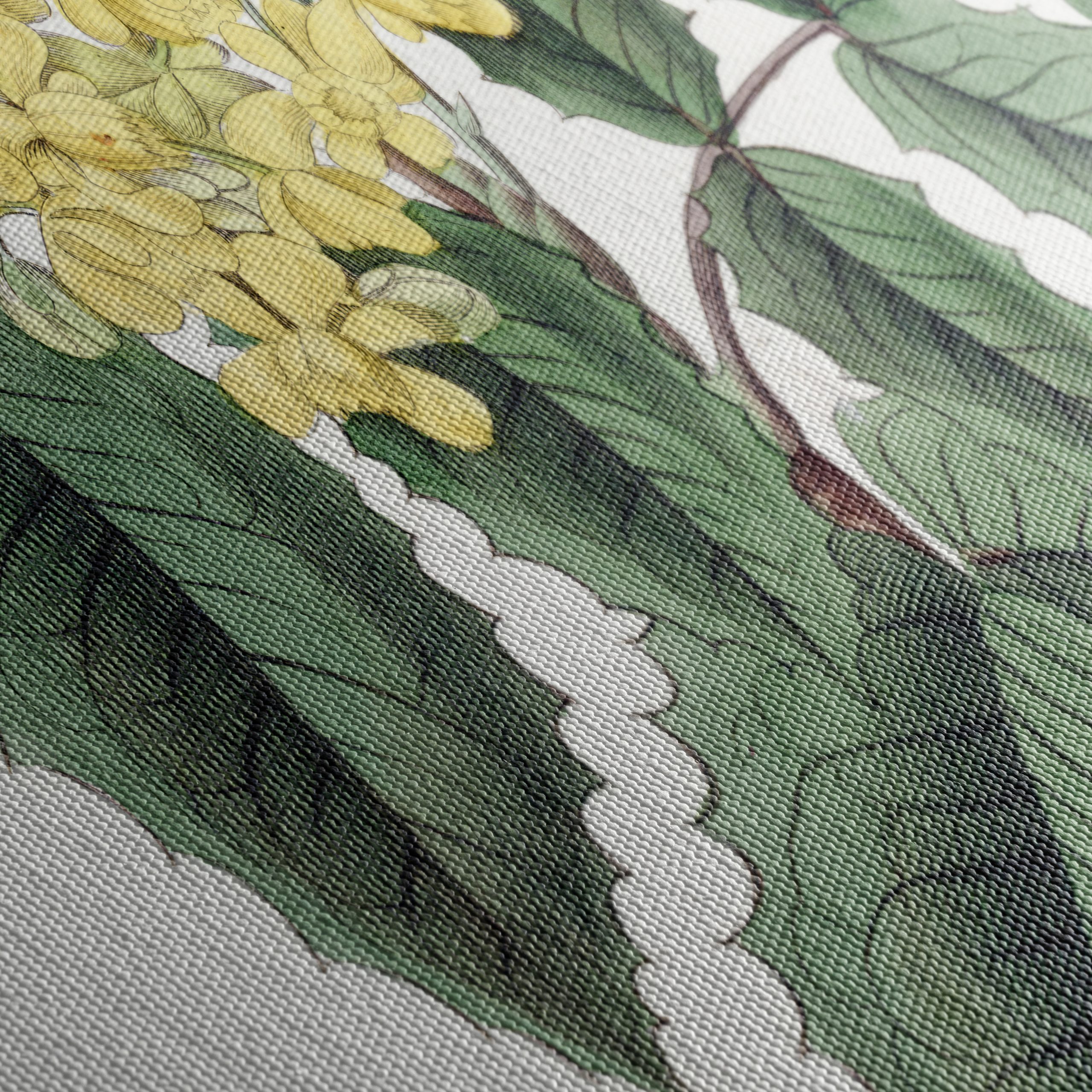 Detailed Botanical Illustration of Yellow Flowering Plant - Image 5