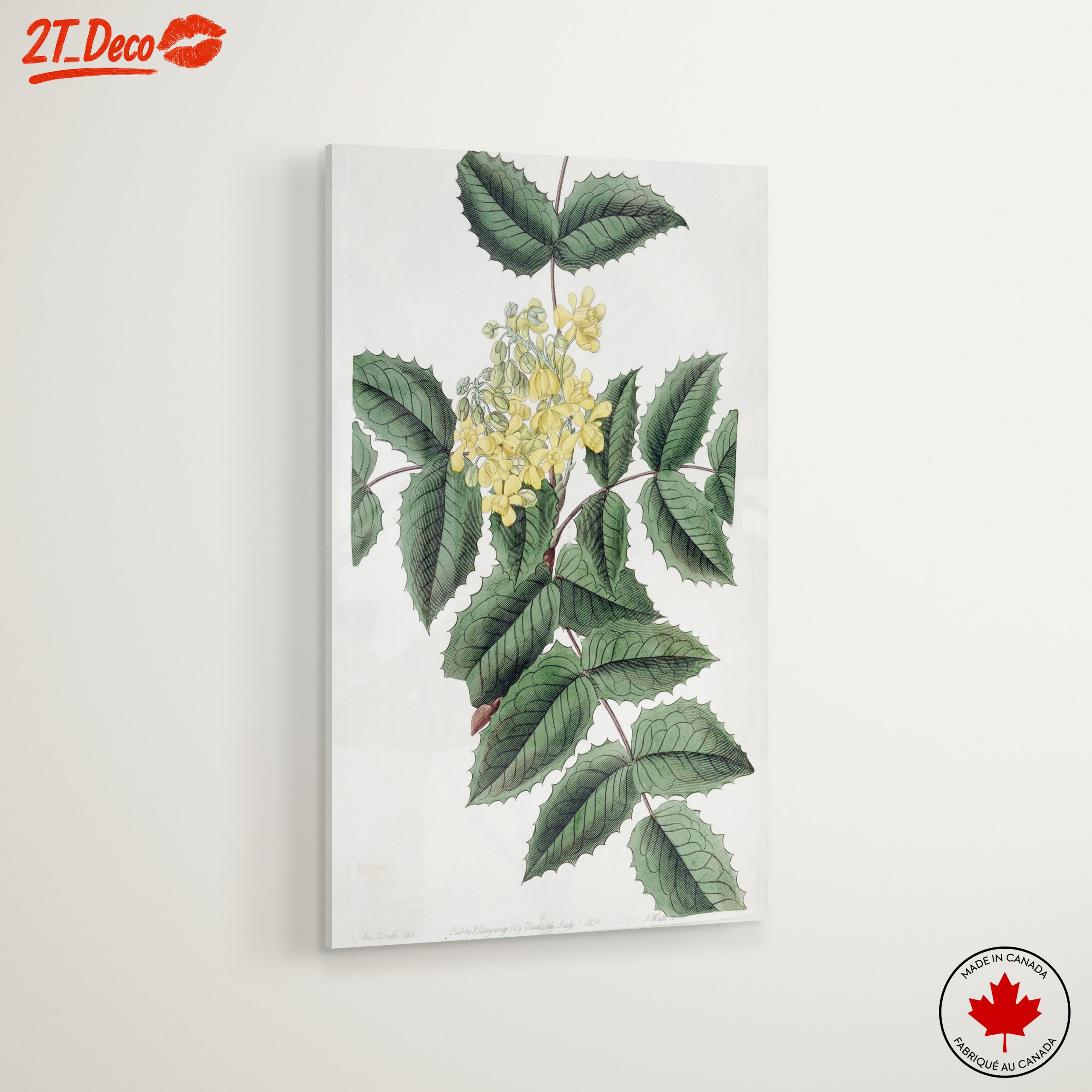 Detailed Botanical Illustration of Yellow Flowering Plant - Image 6