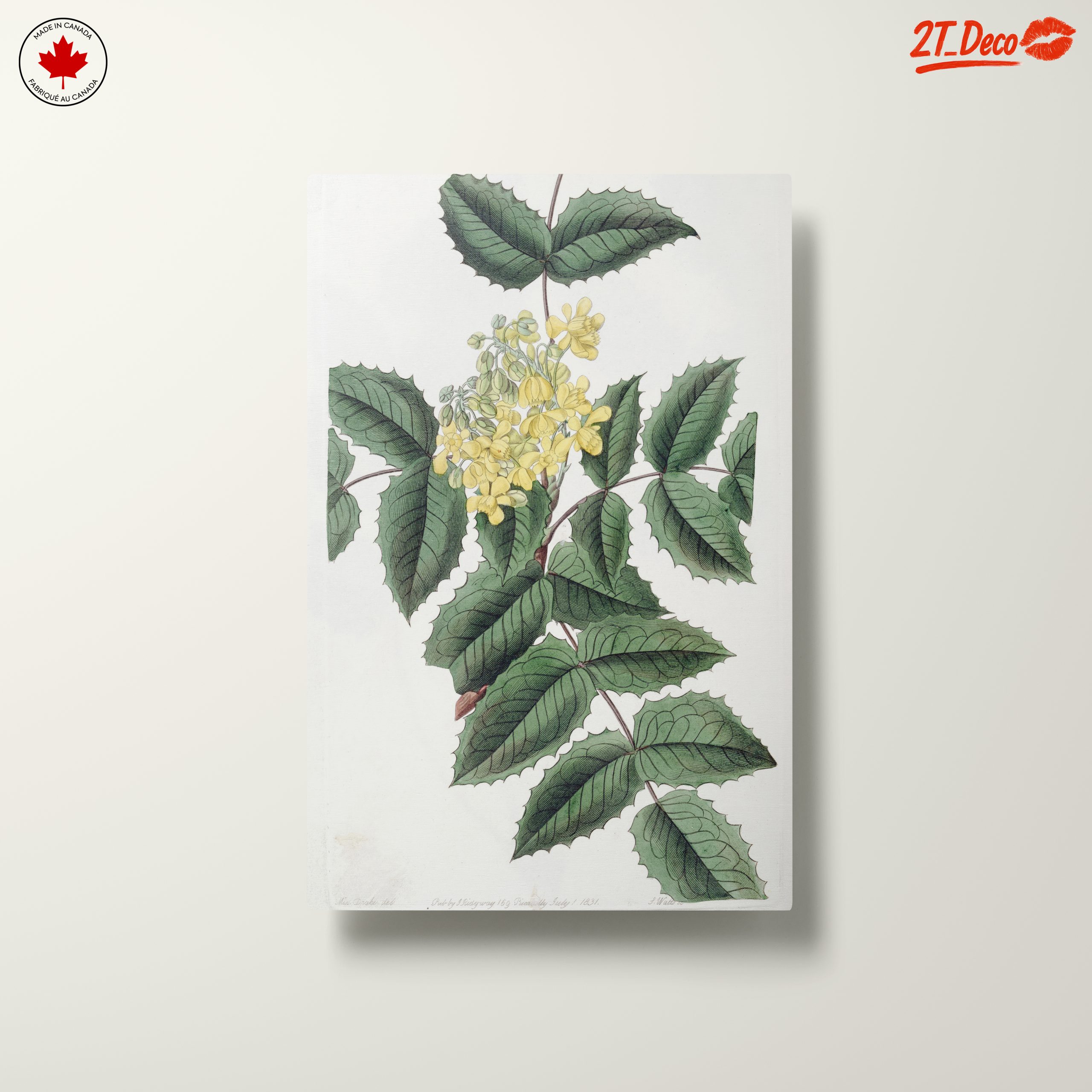 Detailed Botanical Illustration of Yellow Flowering Plant - Image 10