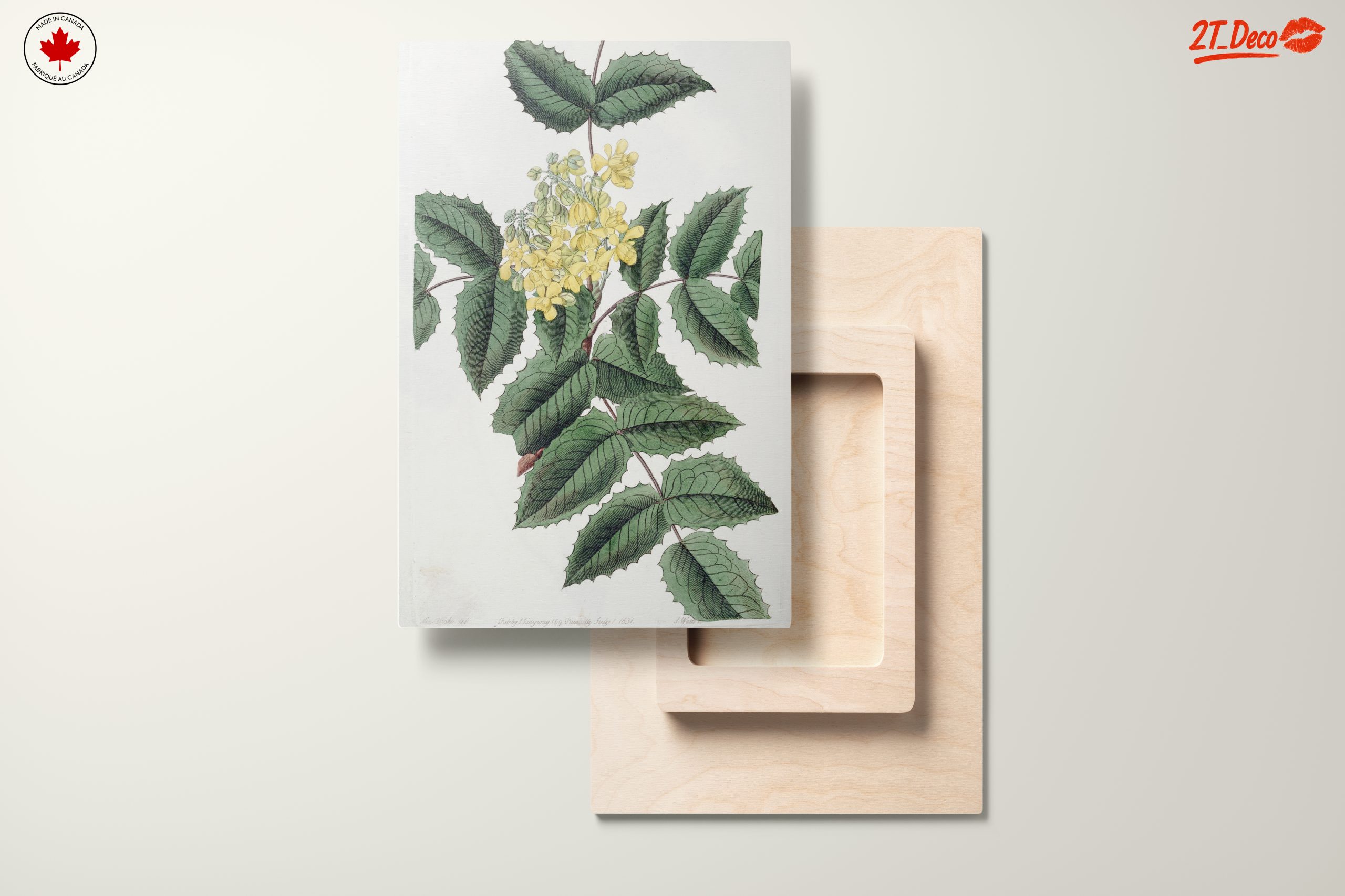 Detailed Botanical Illustration of Yellow Flowering Plant - Image 11