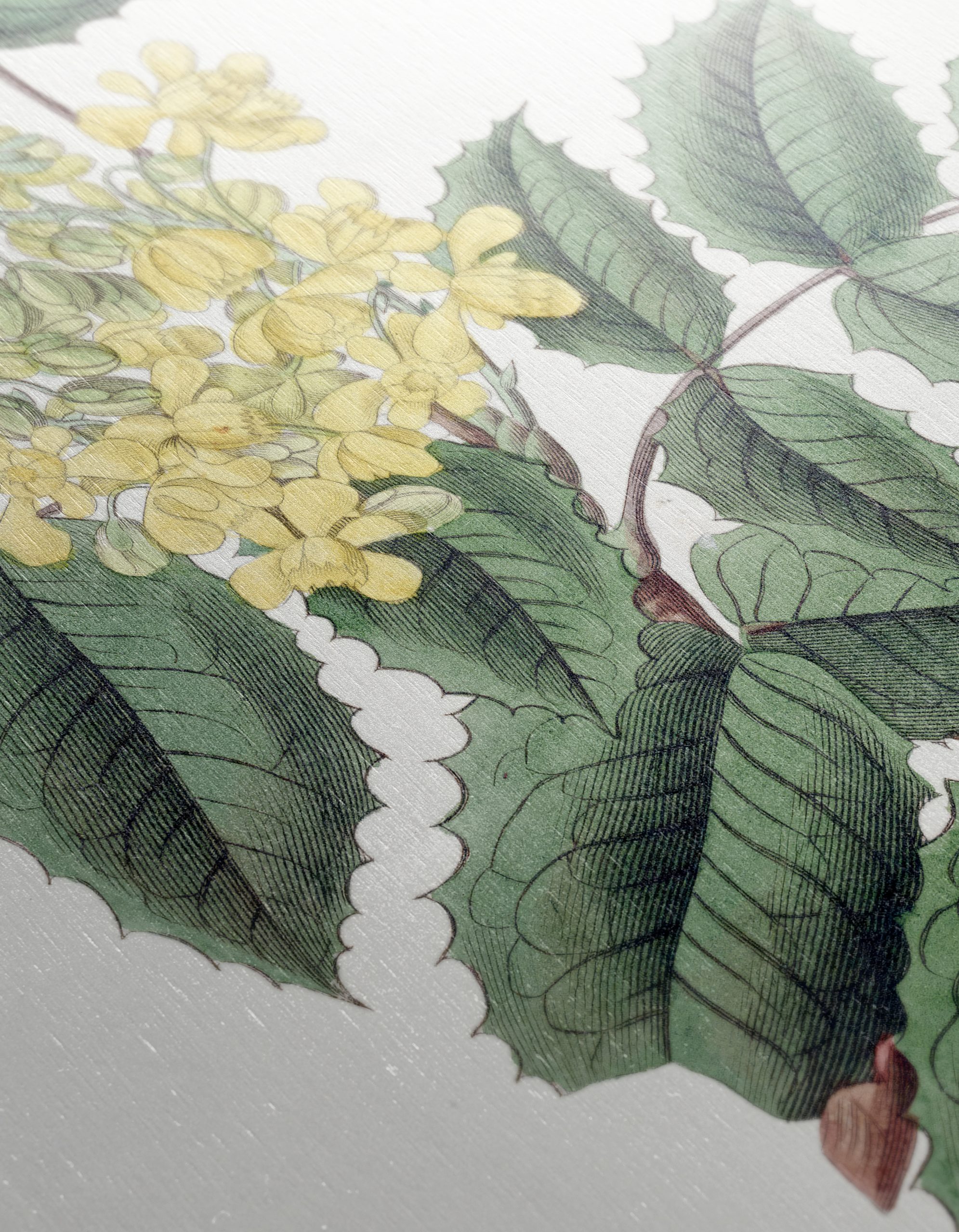 Detailed Botanical Illustration of Yellow Flowering Plant - Image 12