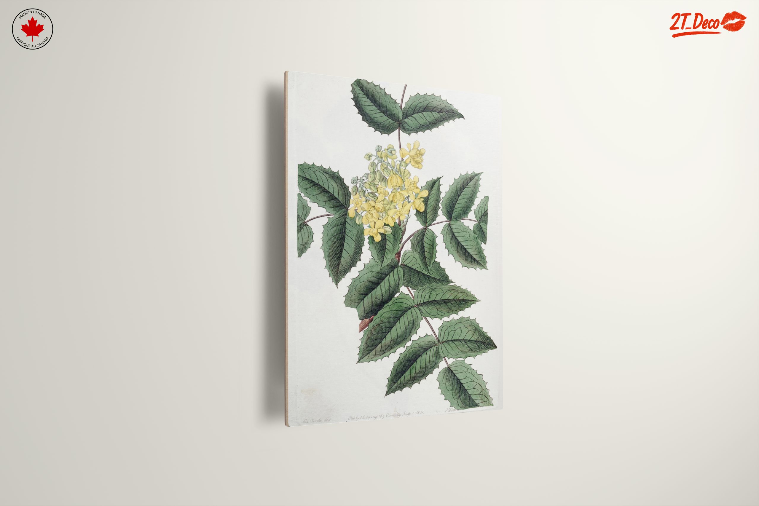Detailed Botanical Illustration of Yellow Flowering Plant - Image 13