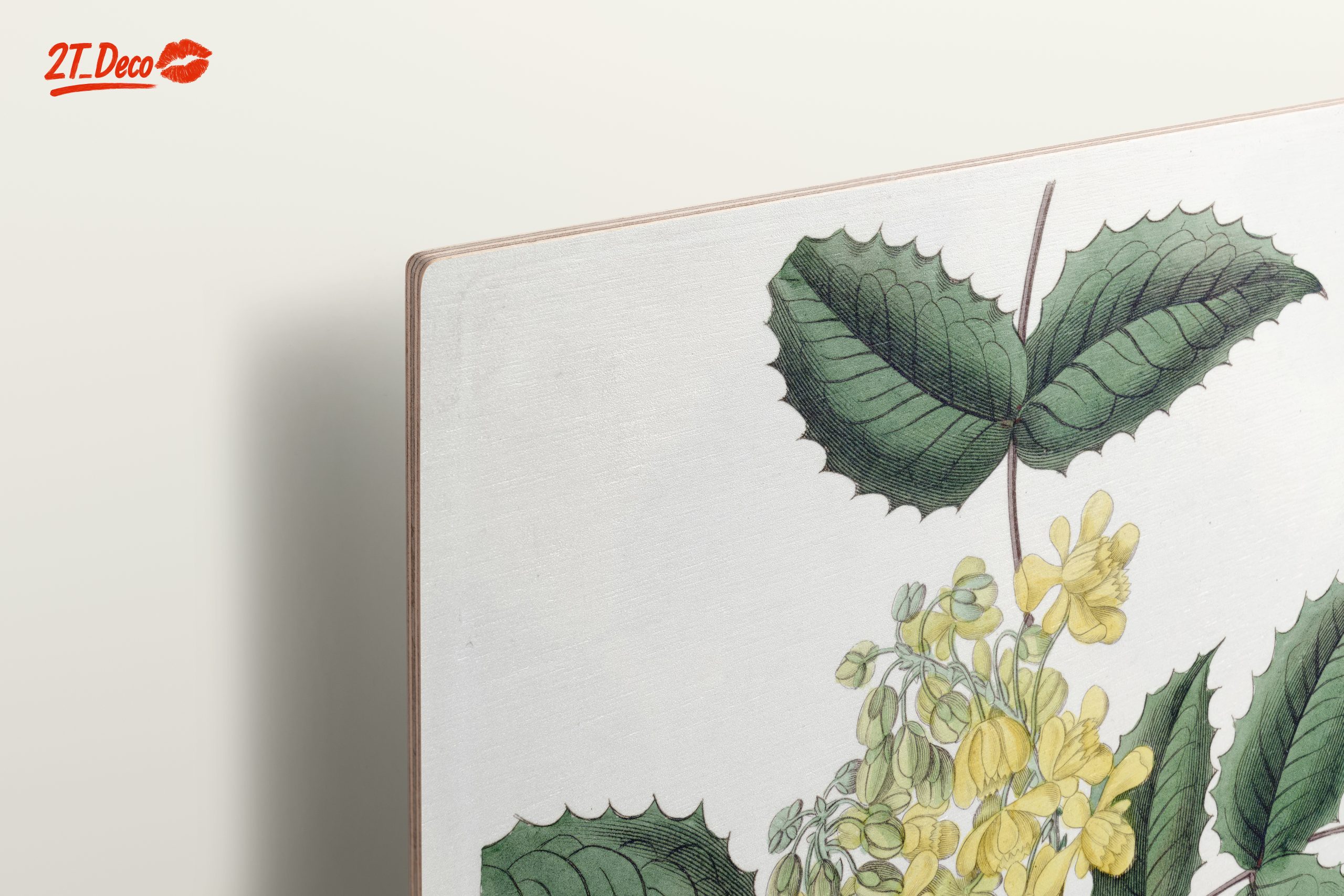 Detailed Botanical Illustration of Yellow Flowering Plant - Image 15