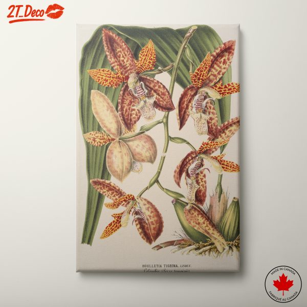 Detailed Botanical Illustration of Orchids