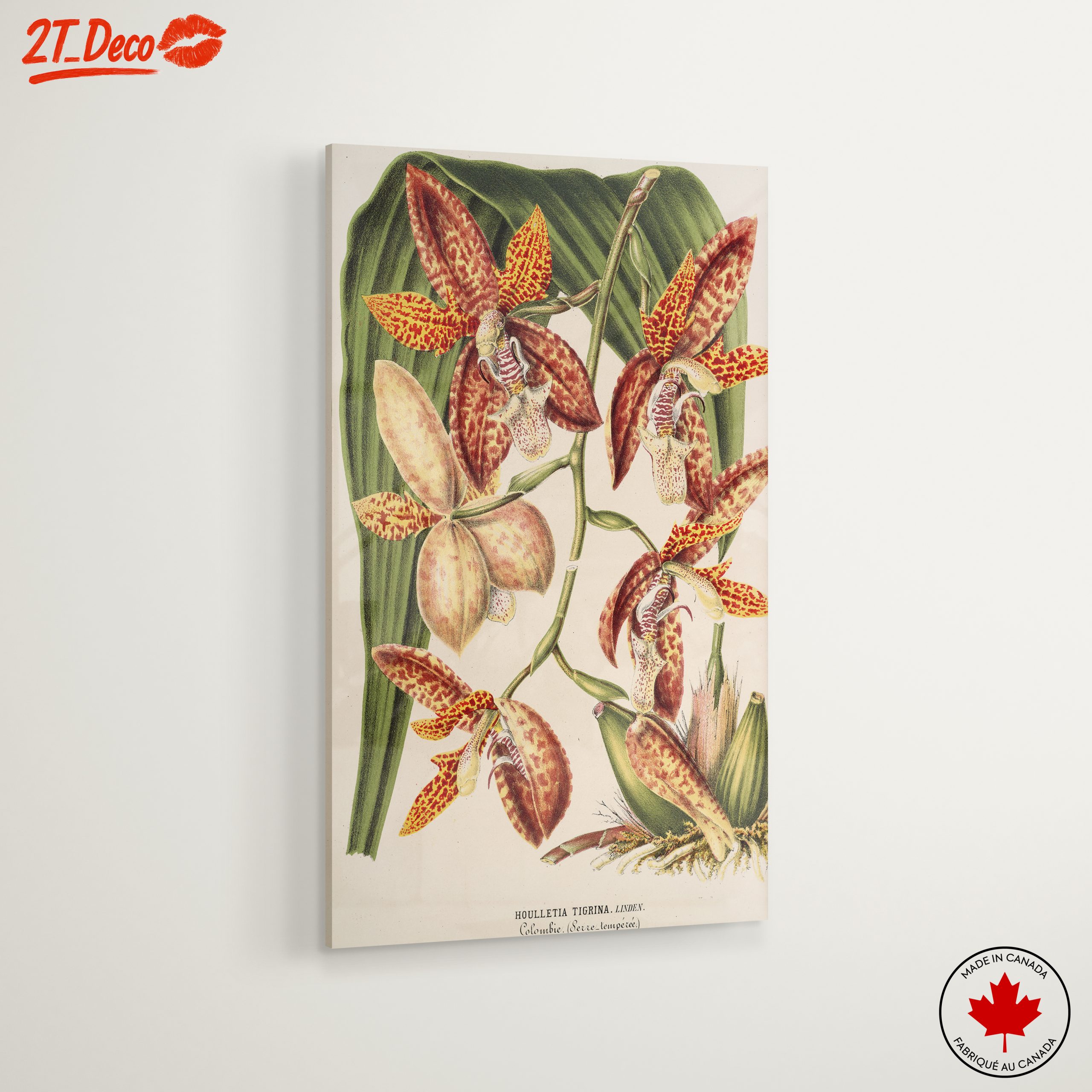 Detailed Botanical Illustration of Orchids - Image 6