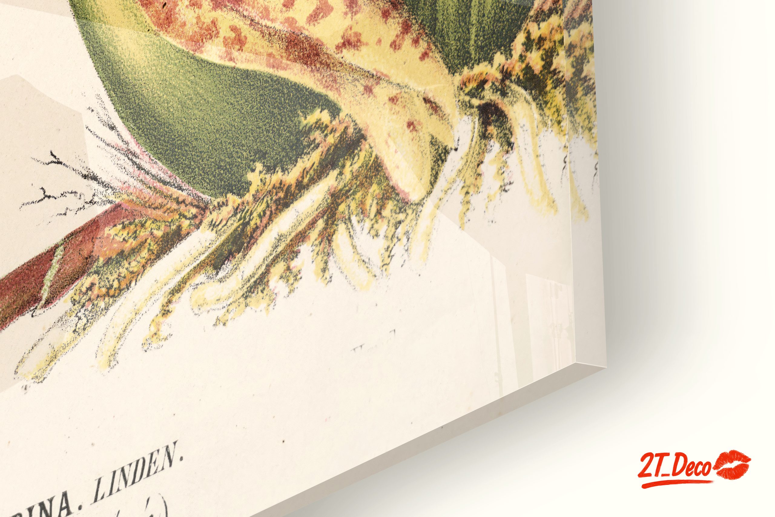 Detailed Botanical Illustration of Orchids - Image 9