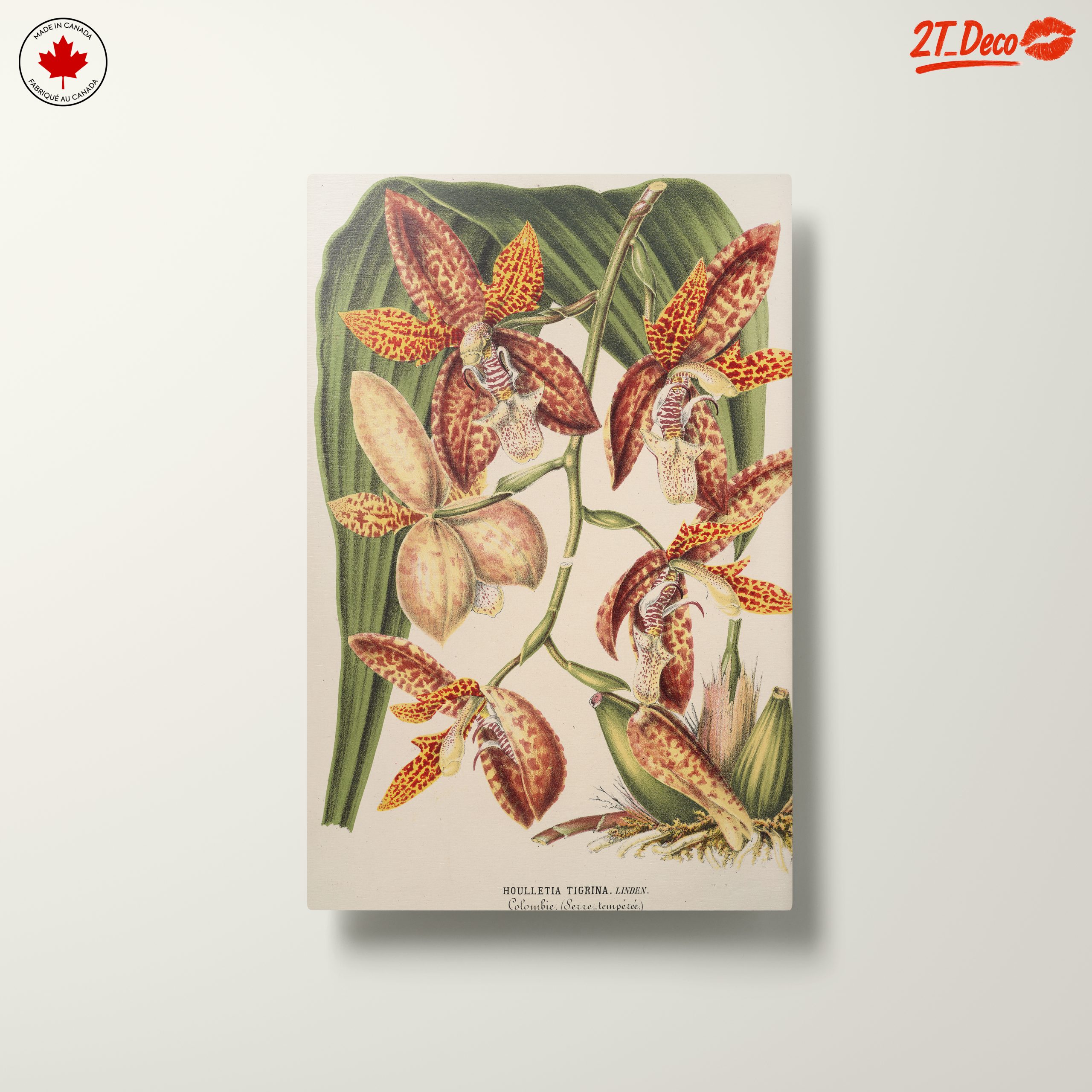 Detailed Botanical Illustration of Orchids - Image 10