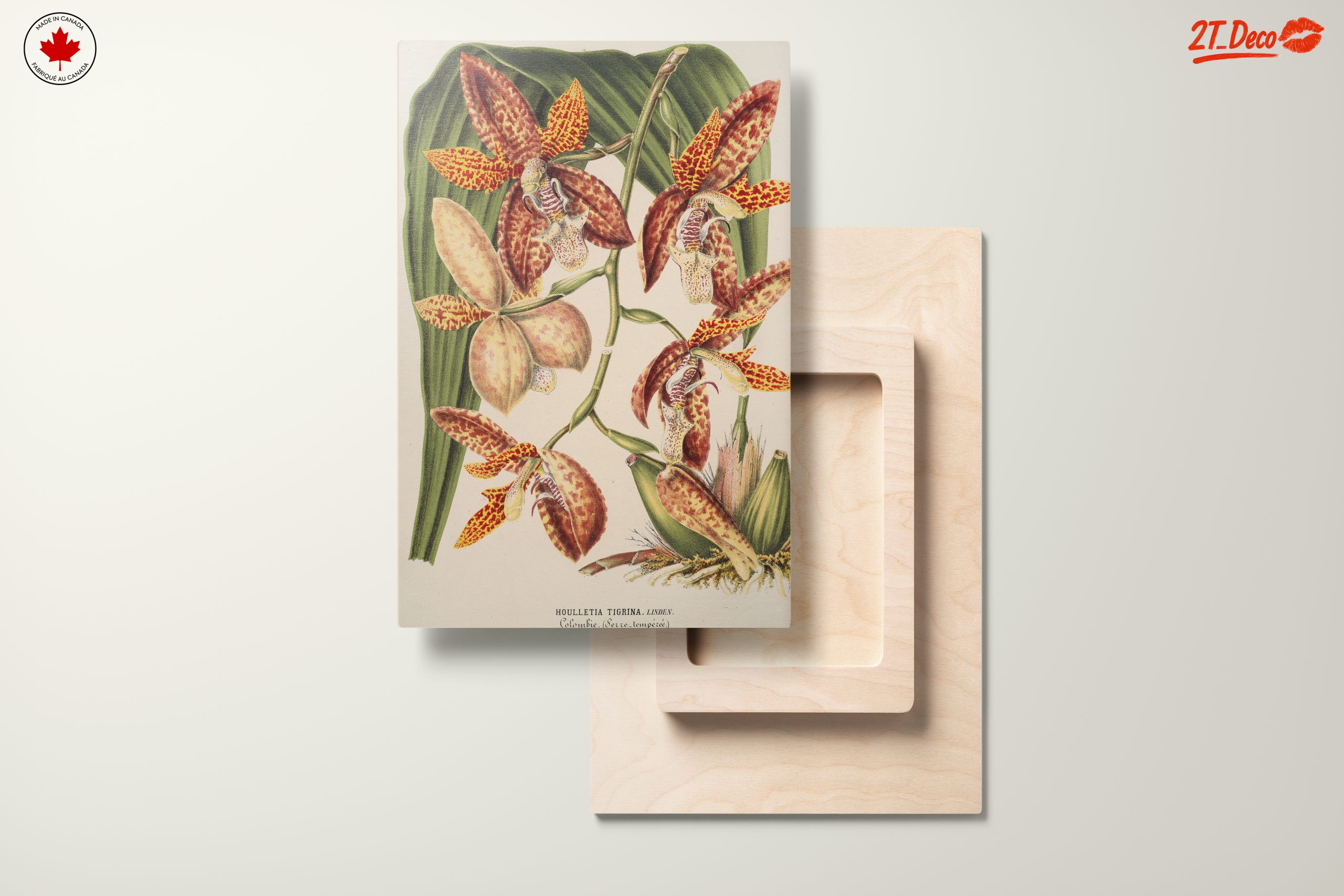 Detailed Botanical Illustration of Orchids - Image 11