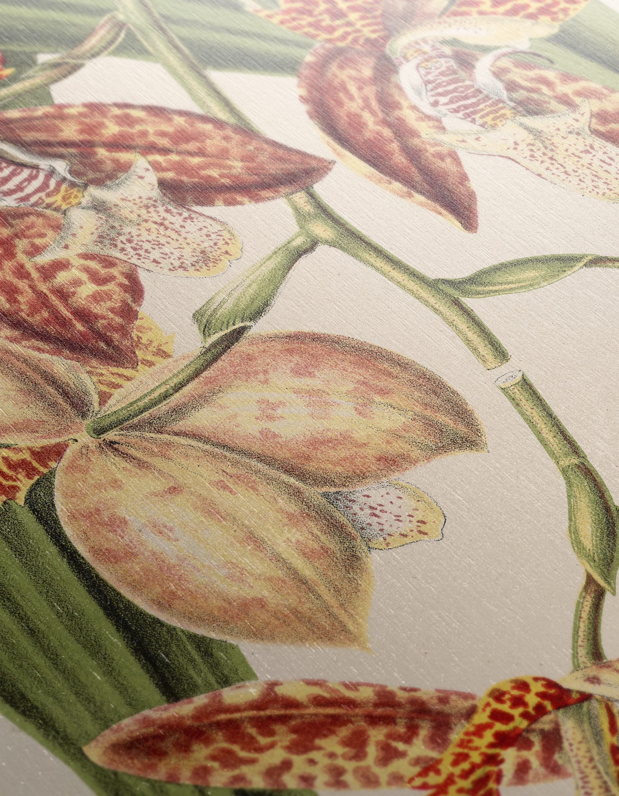 Detailed Botanical Illustration of Orchids - Image 12