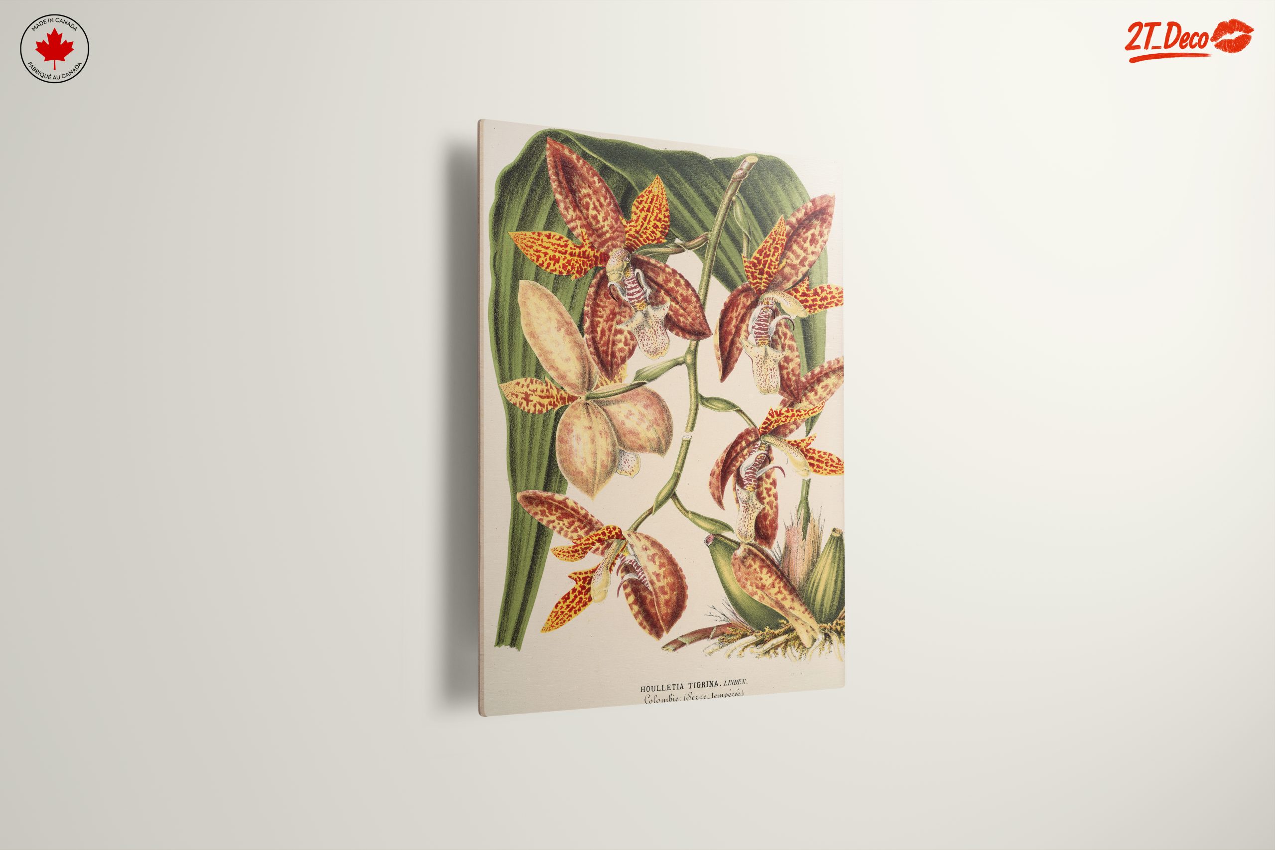 Detailed Botanical Illustration of Orchids - Image 13