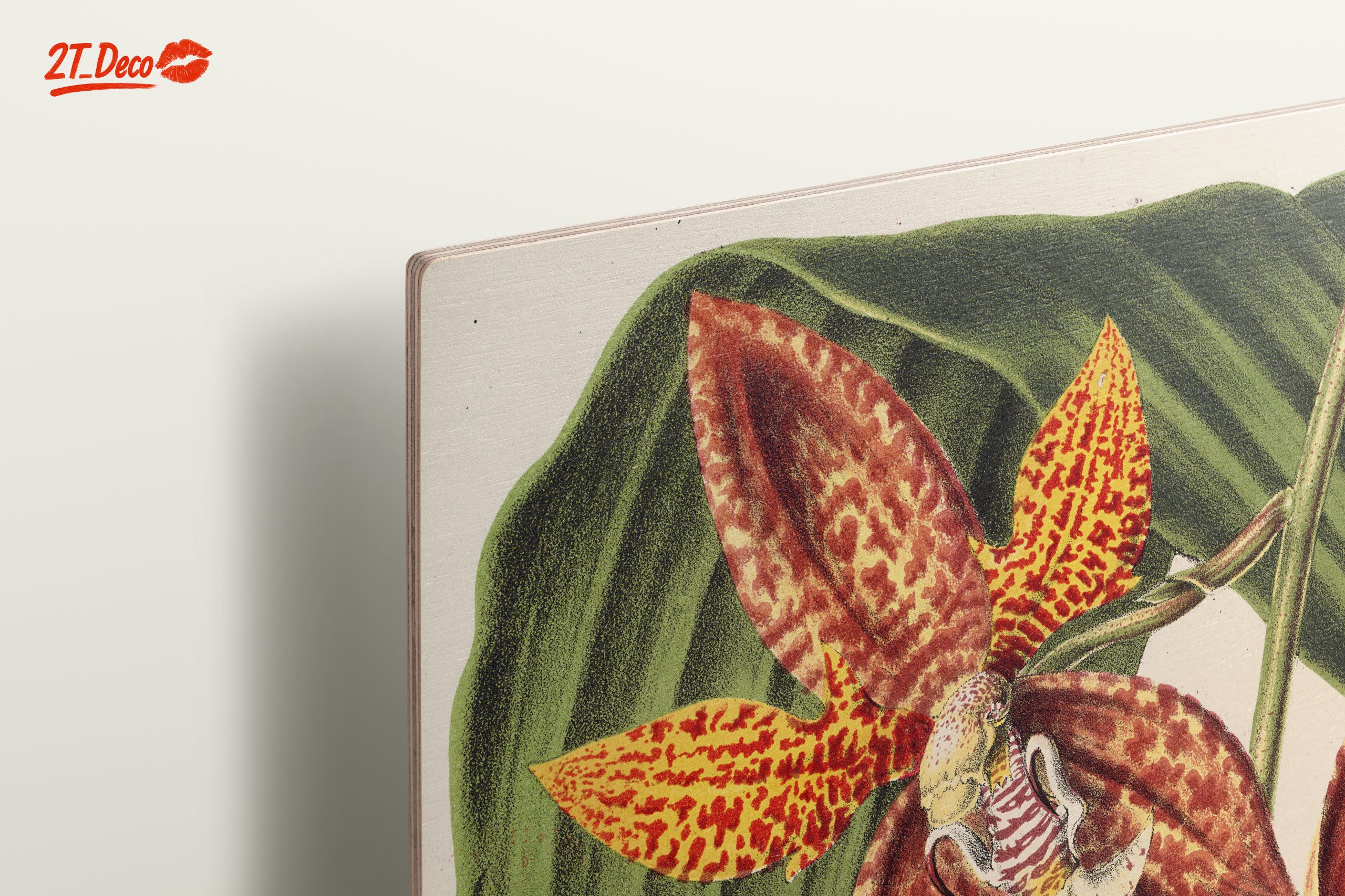 Detailed Botanical Illustration of Orchids - Image 15
