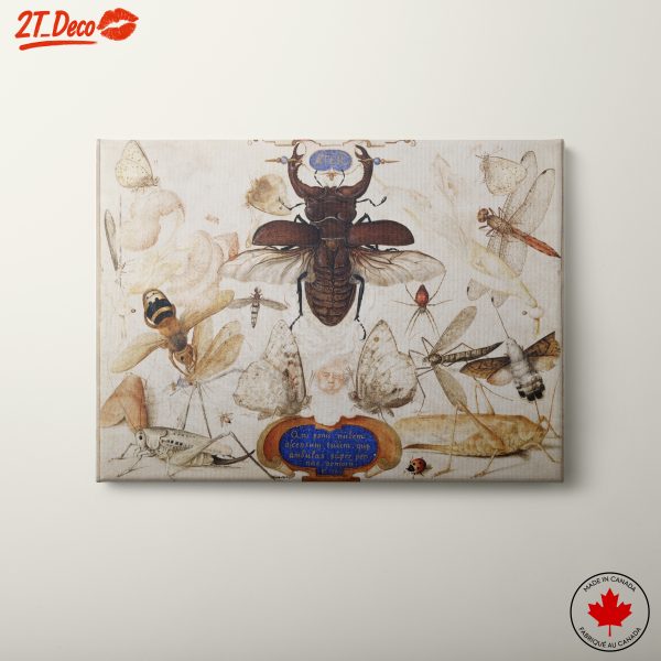 Insect Naturalist Art Featuring Diverse Insects