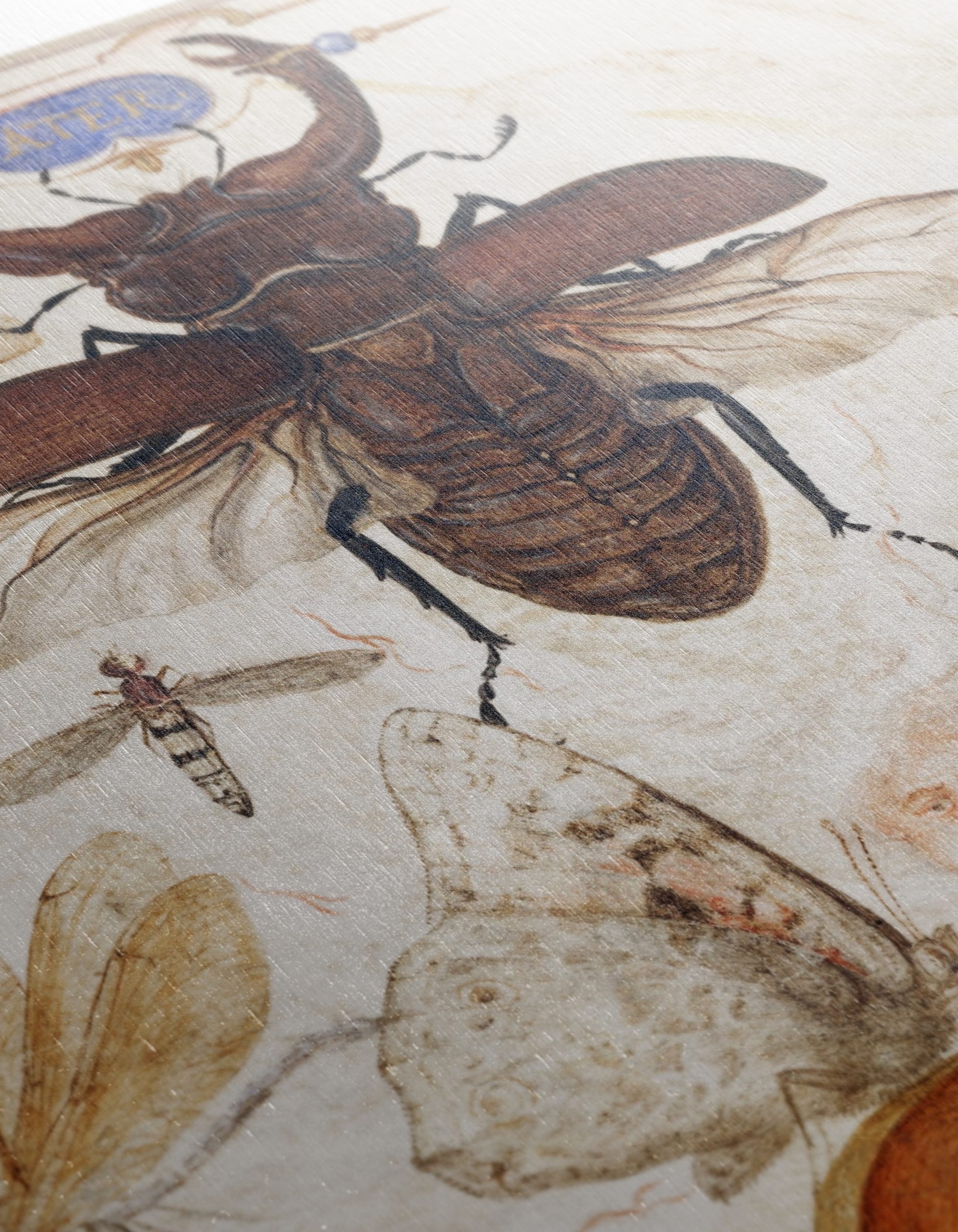 Insect Naturalist Art Featuring Diverse Insects - Image 12