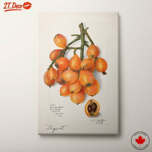 Beautiful Botanical Illustration of Logan Fruit