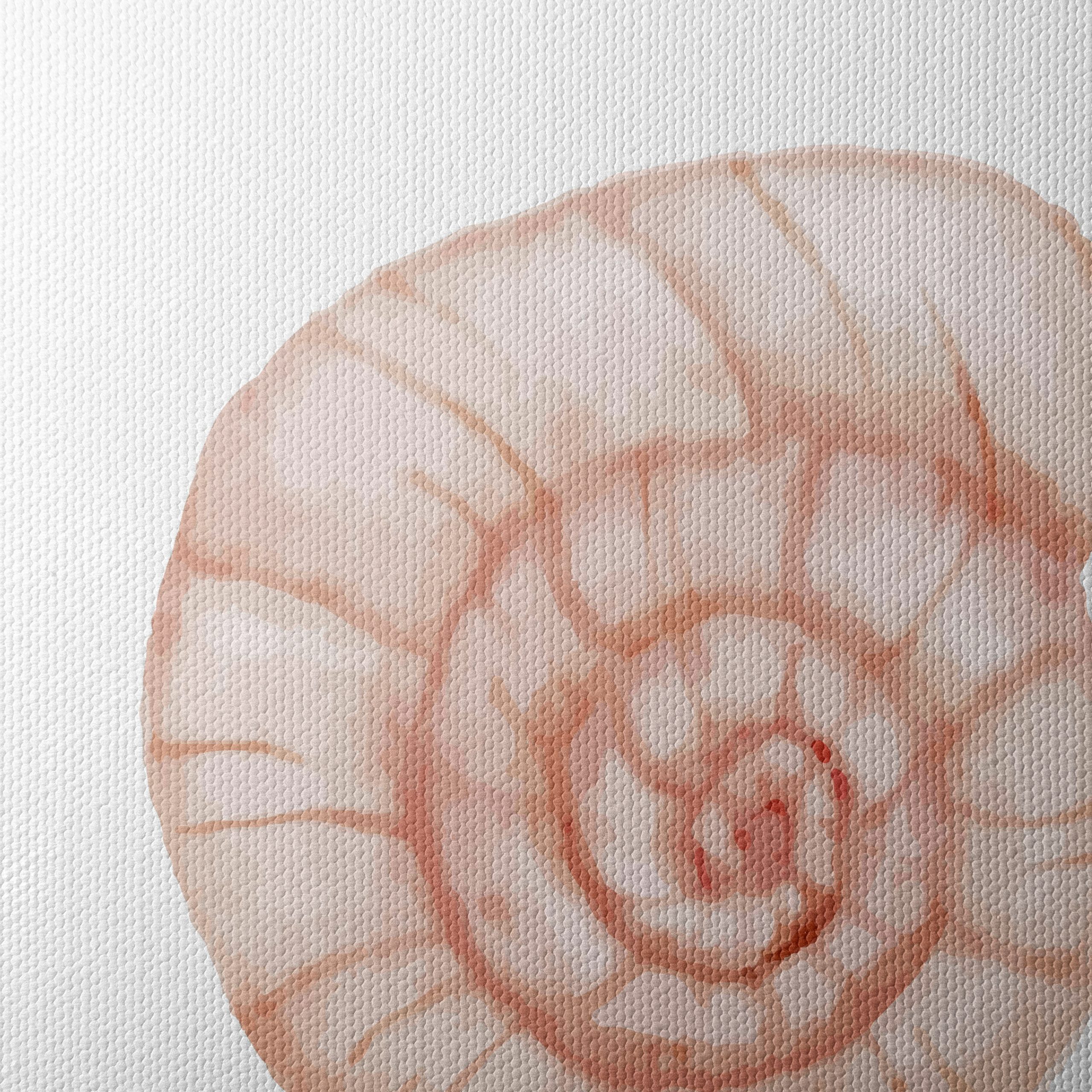 Stylized Seashell Artwork for Marine Lovers - Image 4