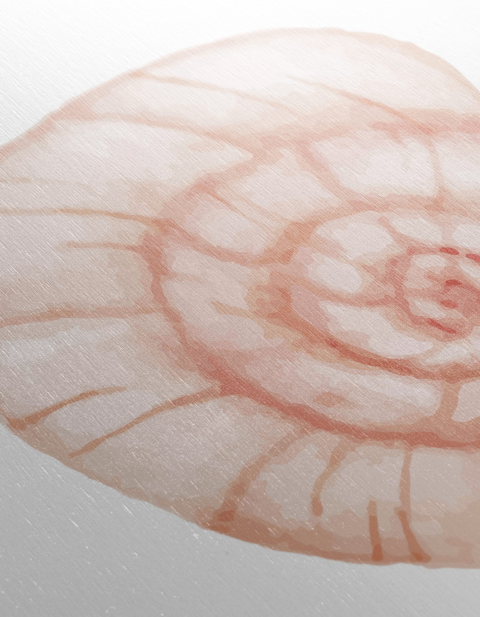 Stylized Seashell Artwork for Marine Lovers - Image 12