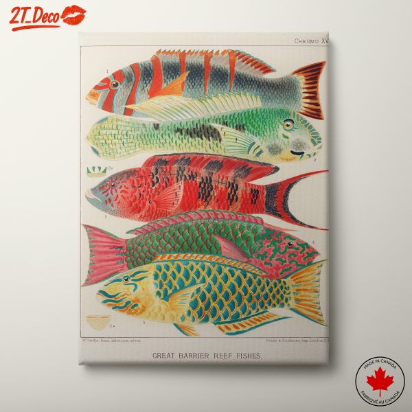 Colorful Great Barrier Reef Fish Art
