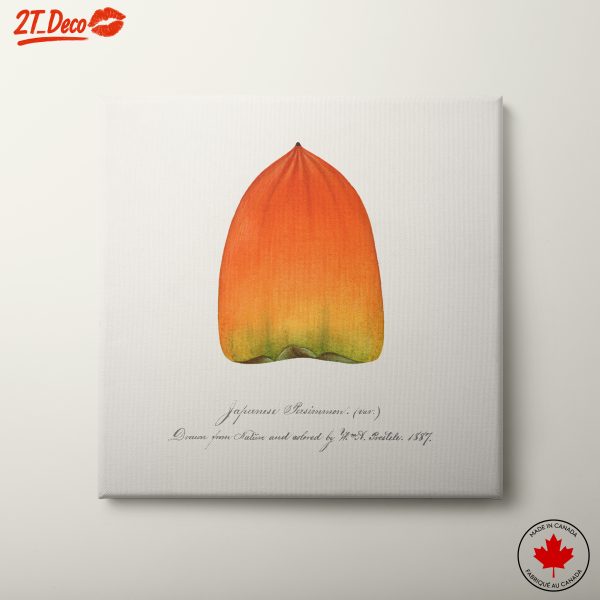Japanese Persimmon Botanical Artwork