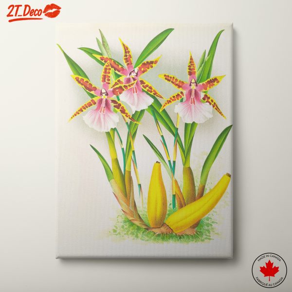 Exquisite Botanical Representation of Orchids