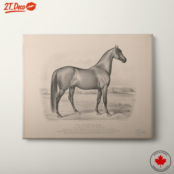 Elegant Horse Illustration Art