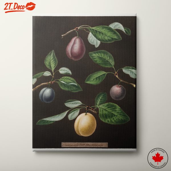 Botanical Illustration of Plums and Leaves