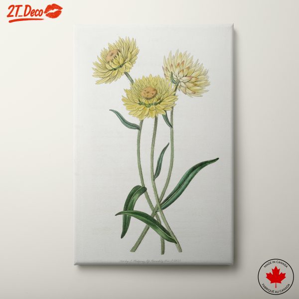 Delicate Botanical Flower Artwork