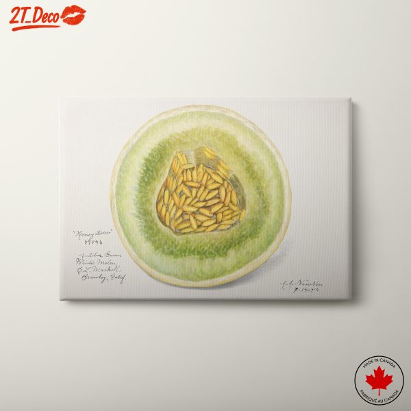 Stylized Honeydew Melon Art