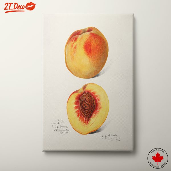 Realistic Peach Illustration in Warm Tones