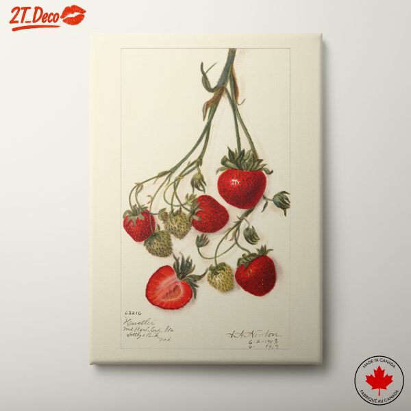 Strawberry Botanical Illustration Art