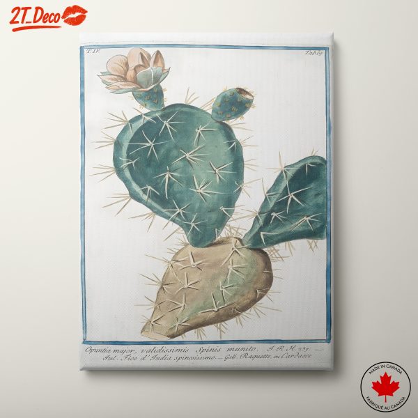 Cactus Botanical Illustration with Flower